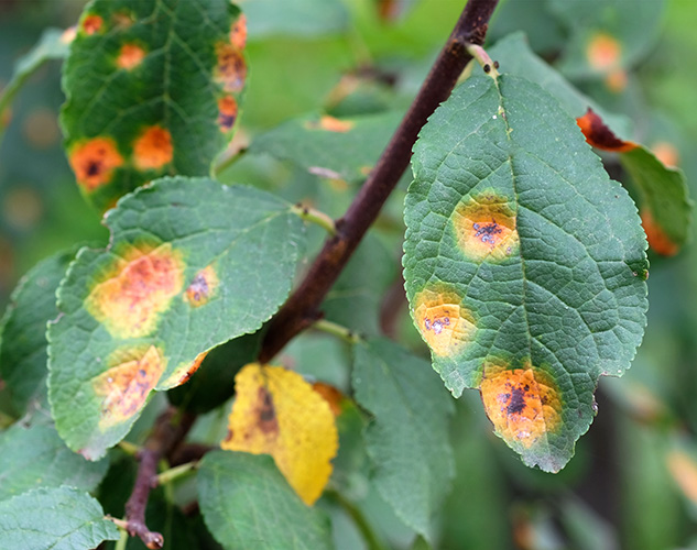 Leaf with Rust