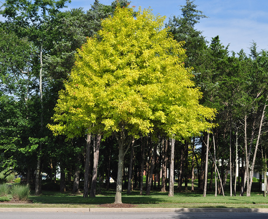 Pin oak tree suffering from severe chlorosis.