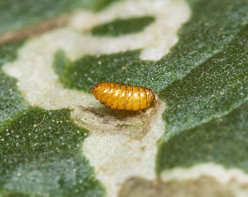 Leaf Miner Pupa