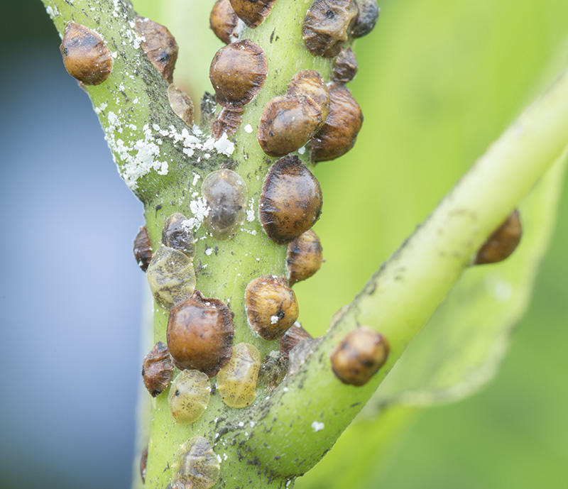 Leaf Miner Pupa