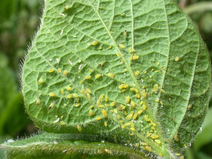 Leaf Miner Pupa