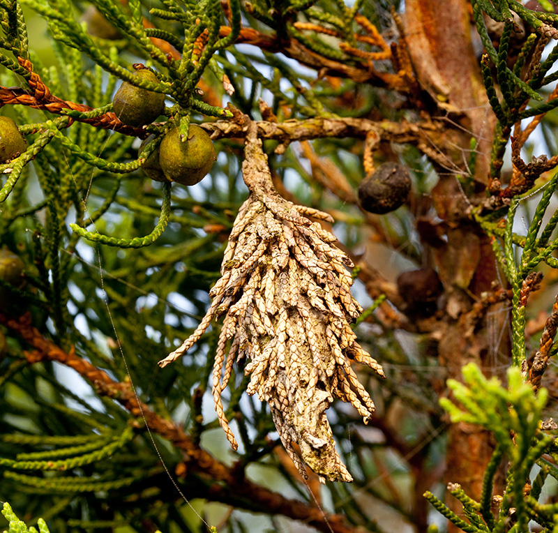 Bagworms