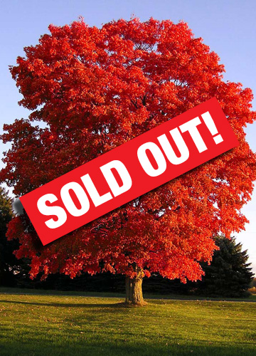 RedSunsetMaple_SoldOut copy